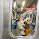 대중도기 이미지