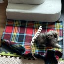 홈 펫 | 세련된 홈스타일링 퍼핑 펫매트 솔직 사용 후기 🖤