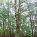 왕피천생태탐방로 이미지