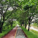 출렁다리 이팝나무길 이미지