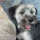 쏭트리밍 이미지