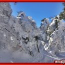 [2015년 1월 제주도 특별산행] 2015년 1월 24일 ~25일 제주도 한라산 눈꽃 산행 이미지