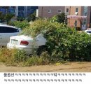 돼야지 이미지
