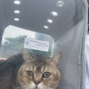 부평프라임동물병원 | 인천 고양이 중성화수술 | 부평프라임동물병원 성묘 수컷 중성화 수술비용, 주의사항 등