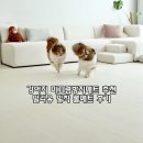 꼬마 강아지 | 강아지 미끄럼방지매트 추천 | 밀리옹 밀착 롤매트 6mm 실사용 후기