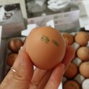 자연속[애]유정란 네이버블로그