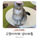 냥이 싸롱 이미지