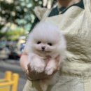 김해 강아지분양 고양이분양 도그하우스 외동점 이미지