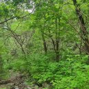 1358 | 오지산행후기(1358차) 가평 곰취정찰 2026.05.11(월)