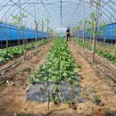 부일농장 이미지