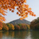 신평동1085 | 🍂 국내 가을 단풍 여행지 TOP 5 🍁