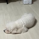 퍼피앤 | [경산애견호텔] 강아지가 더 좋아했던 야외운동장 있는 경산애견호텔 | ‘피플앤퍼피’ 3박 후기