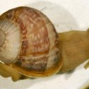 달팽이 이미지