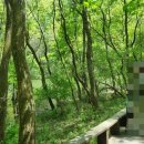 초록1세천 이미지