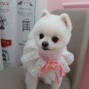 쁘띠애견미용실 이미지