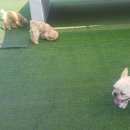 봉순두부 이미지