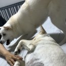 플레이바우