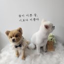 땡자네 묭실 이미지