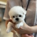 개린이집 강아지분양 고양이분양 전주본점 이미지