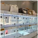 드림독 강아지분양 안심분양센터 부천점 이미지