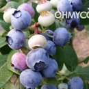 정선블루베리협동조합 이미지