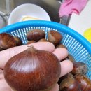 알밤약국 이미지