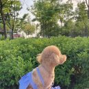 강아지 옷 만들기 이미지