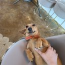 반하크라 이미지