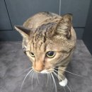 고양이 무마취 미용전문 이미지