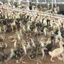 덕담골유황오리 이미지