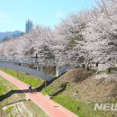 벚꽃길13 뉴시스