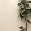 헤쳐모여당구장