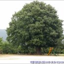 매전초등학교 이미지