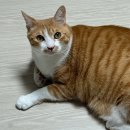 덕춘식당 | 8월4일~10일 R찬 내세상