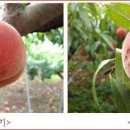 용안농약사 이미지