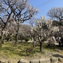 후쿠오카 벚꽃 이미지