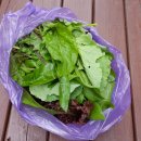 팍스빌펜션 이미지