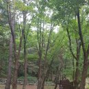 용현자연휴양림 야영장 이미지