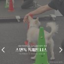 스탠독 | 슬개골탈구 관리 대전 강아지피트니스 스탠독 방문기