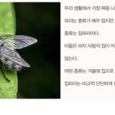 (동물 세계사) 032. 집파리, 최고의 비행사 이미지