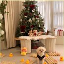 댕구르르 이미지