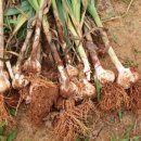 홍산농약 이미지