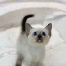 강서고양이분양 나비캣 이미지