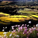 코스모스약국 이미지