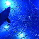 다누리센터 아쿠아리움 이미지