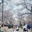 진해중앙고등학교 | 2025년 벚꽃명소 | 진해군항제 여좌천 로망스다리 (개화시기/ 주차꿀팁 등)