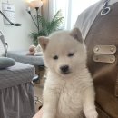 빈센트 핏 이미지