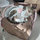 마음든 동물병원 이미지