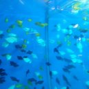 이준열대어 이미지