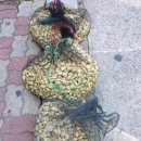 동신농약사